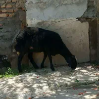 حیوانات مزرعه