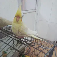 عروس هلندی نر