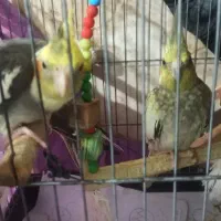عروس هلندی نر خانگی
