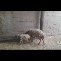 بره نر وماده گوسفند بز