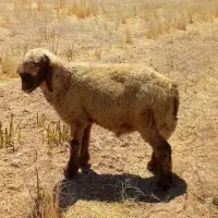 قوچ تخمی
