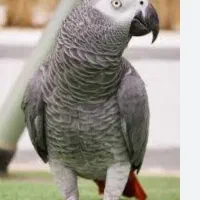 پرنده کاسکو گم شده در حوالی کوی چمران