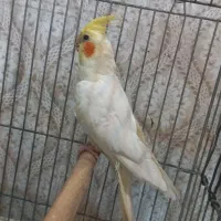 ۴ عدد عروس هلندی