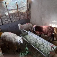 بره نر ماده شیرازی افشارخونگی سبک سبک زیرقیمت‌ مفت