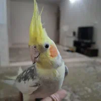 جفت عروس هلندی مولد