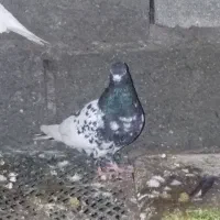 کله سیاه ماده