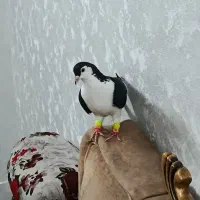 پرنده|پرنده|مشهد, کارگران|دیوار