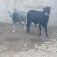 ۴ راس گوساله نر گیلدورگ