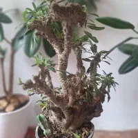 گل وگیاه آپارتمانی