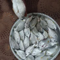 ماهی|ماهی|شبانکاره, |دیوار