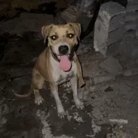 پیتبول|سگ|آبادان, |دیوار