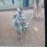 الاغ نر جوان گله ای