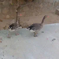 غاز