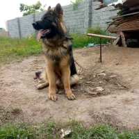 سگ نگهبان ژرمن شولاین سرحال فوق‌العاده باهوش