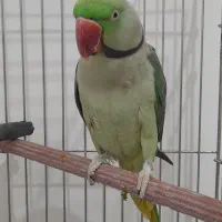 شاه طوطی نر(طوطی اسکندر)