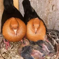 یک جفت کفتر نر ماده