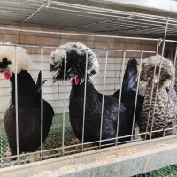 مرغ و خروس تزیینی