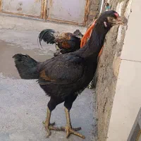 برای فروش