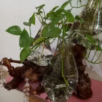 گلدان شیشه‌ای روی چوب
