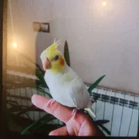 پرنده گم شده عروس هلندی
