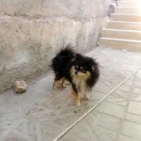 فروش سگ پامر خرسی شناسنامه دار