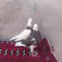 جوجه طوقی کاکلی