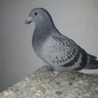 موریس دلبر.کارل میولمنز.کبوتر