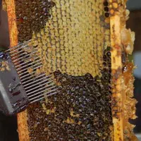 عسل طبیعی