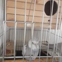 خریدو فروش پرنده