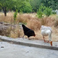 قوغاز و دوتامرغ تخم گذار