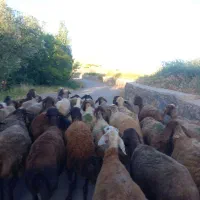 گوسفند داشتی جوان