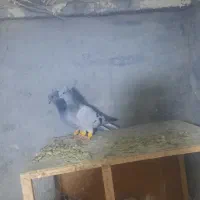 دوستان ماده سبز دم سفید بی عیب رنگ روشن
