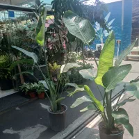 نخل نیکولای