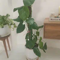 گل طبیعی|گل و گیاه طبیعی|مشهد, رده|دیوار