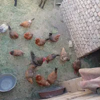 مرغ محلی تخم گذار