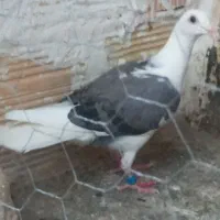 همگی پرشی درجه یک