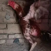 خروس لاری