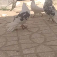 کبوتر فوری