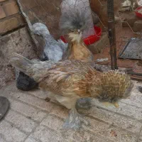 مرغ و خروس