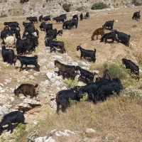 ۱۰۰ تابزه بزغال پایز درج یک هم داشتی جوان