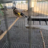 معاوضه سهره با سهره خاکی