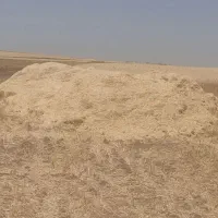 کاه کندم