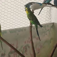 مرغ عشق