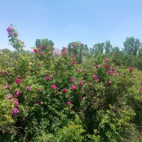 عرقیات غلیظ و کاملا خالص به شرط مرجوع