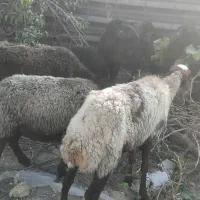 ۵ تا گوسفند میش بالغ و ۲ تا بره بزرگ
