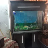 اکواریوم
