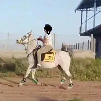 اسب|اسب و تجهیزات اسب‌سواری|اقبالیه, |دیوار