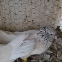 کفتر|پرنده|مشهد, فاطمیه|دیوار