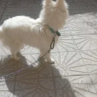 پامر روباهی