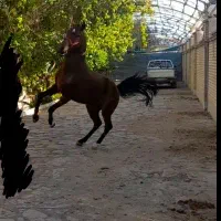 کره اسب 2/5سواری نشده